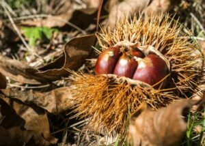 sagra della castagna